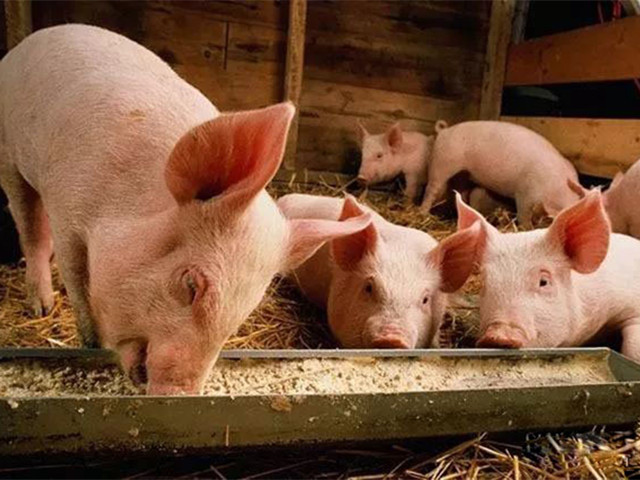 ����������Ч��Ӱ��������н���������ԭ��Ԥ����ʩ