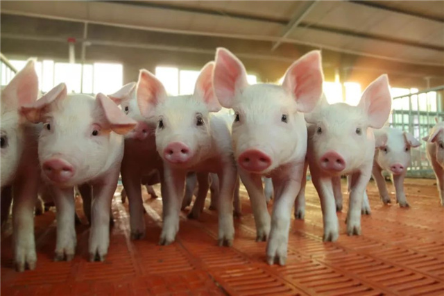 ���������Ӽ�