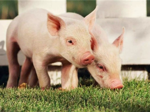 �ڷ������л������������߸����գ�