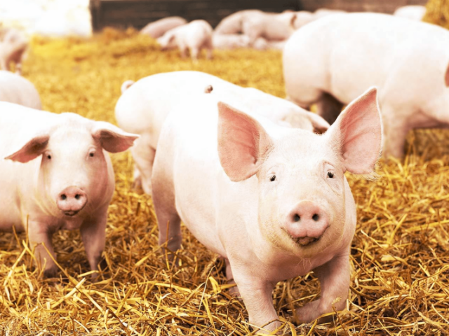 ����������������Ҫ��