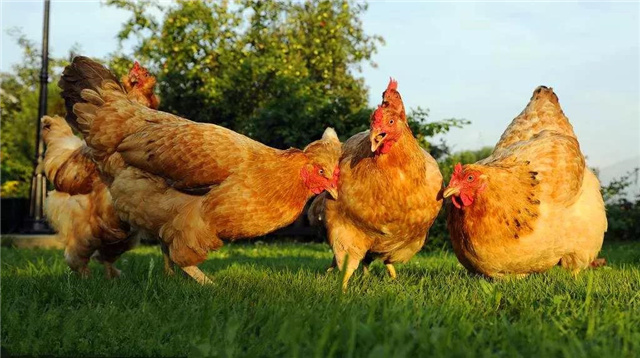 �������Ӽ�