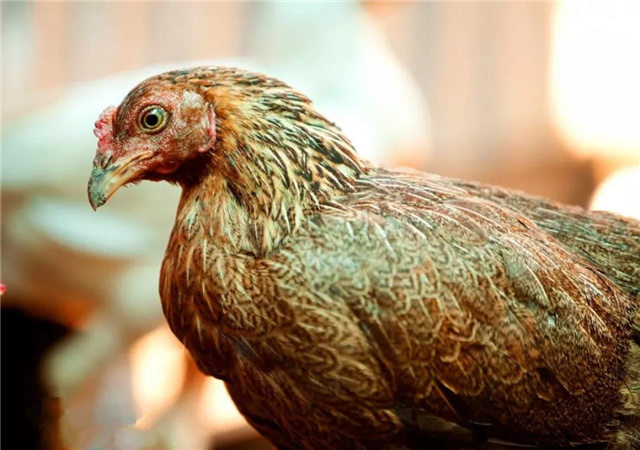 �������Ӽ�