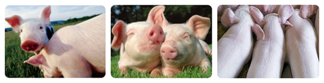 ������������