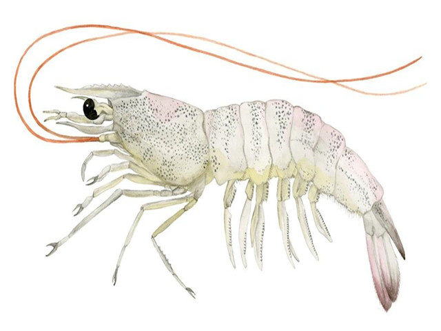 ��Ϻ����