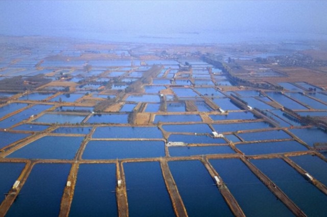 Ϻз��ֳ�л�΢��Ԫ�غ��޻�΢��Ԫ���Ǹ���