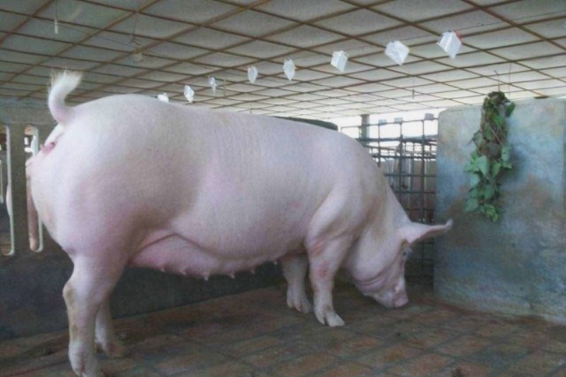 ĸ����������