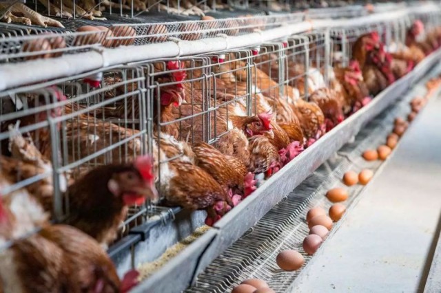 Ԥ��������Ӧ��