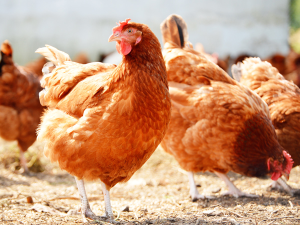 ΢��Ԫ�����ϵ���һ�������ϵ�˫�ر�������ֳ��˫����ֵЧӦ