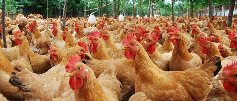 �������Ӽ�