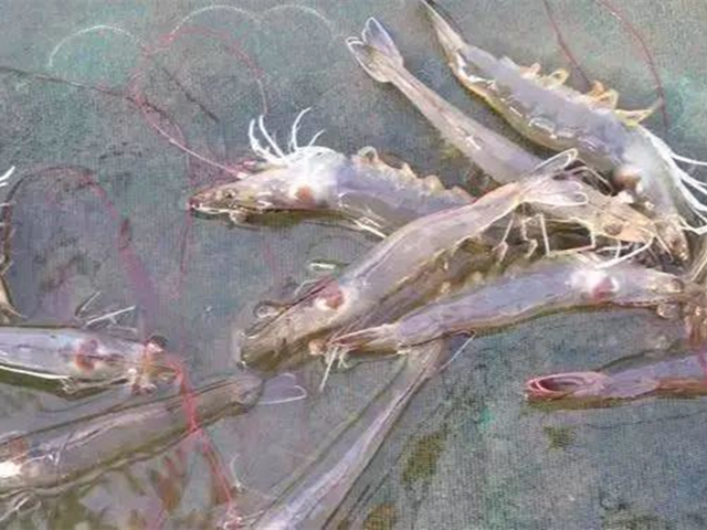 ��ϺӦ������