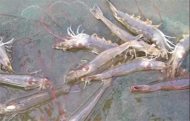 ��ϺӦ������