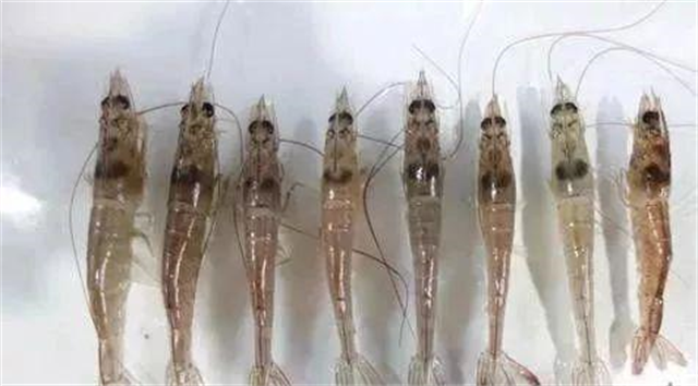 Ԥ����ϺӦ��