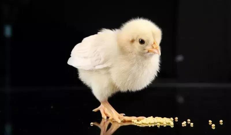 �������Ӽ�