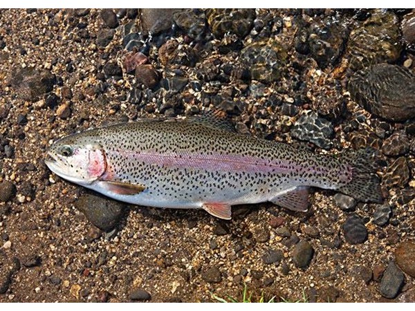 ����������������������õ�п������ͭԴ