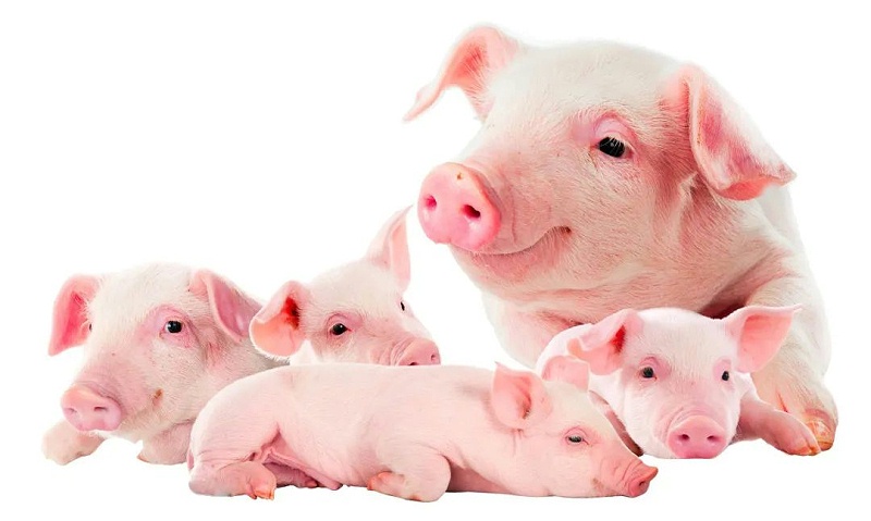 ������Ч����ô����