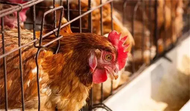 ������Ӧ��������