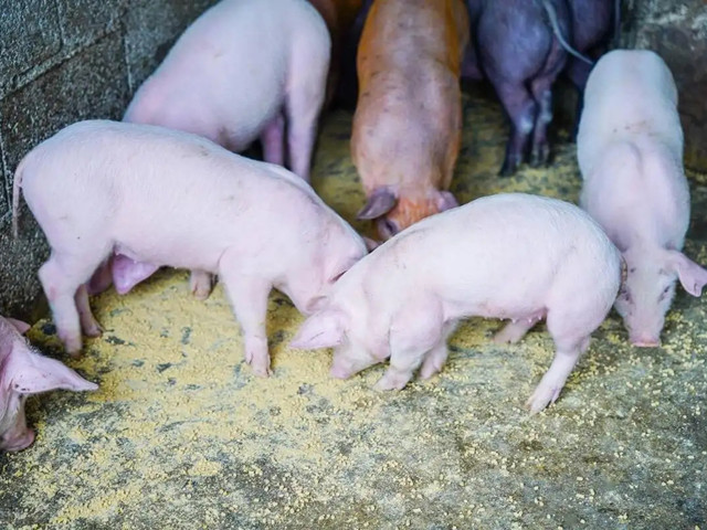 �����׶���������