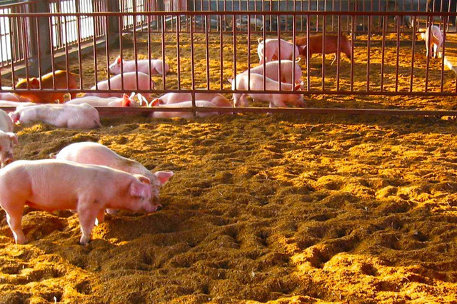 �������Ӽ�