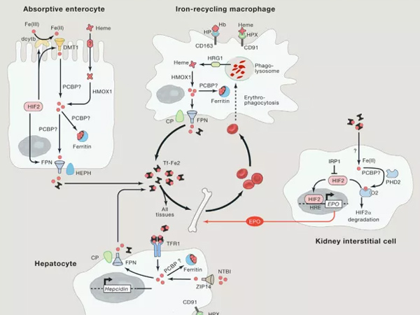 ΢��Ԫ�����Ӽ����������������ѡ�����Ƽ��ͷ���