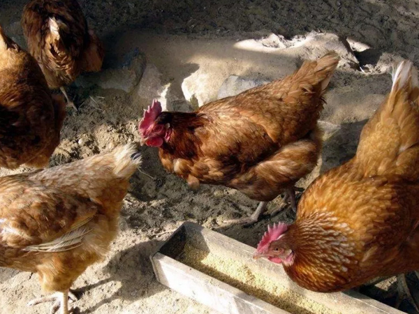 �����������½���ô�������ŵ����������Ӽ�������������