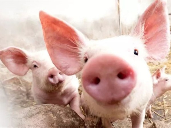 ��������п��α��������