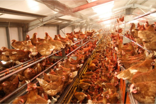 ������Ӧ����Σ��������