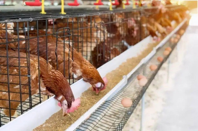 ������Ӧ��������������