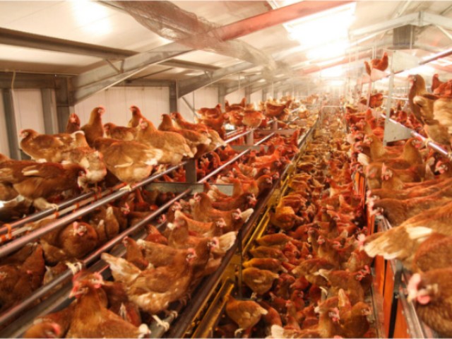 ������Ӧ����Σ��������