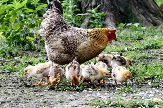 �������Ӽ�