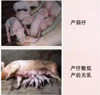 ĸ����Ѫ�����Ӱ��