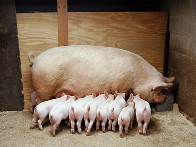 Ҫ����ĸ������Ѫ���ڱ��У��������°빦����