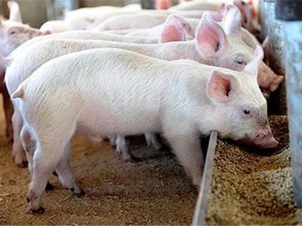 ���������Ӽ�