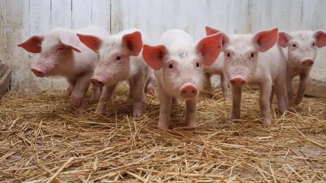 ʲô����¸�����Ȧ