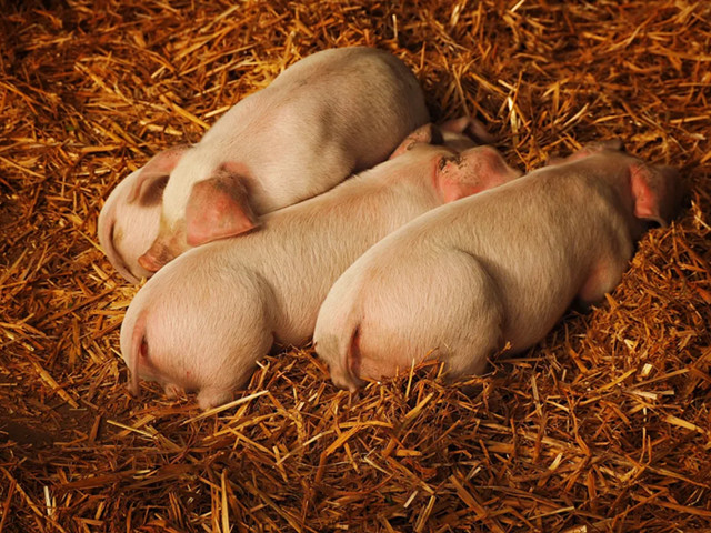 �������̸�к��ô��