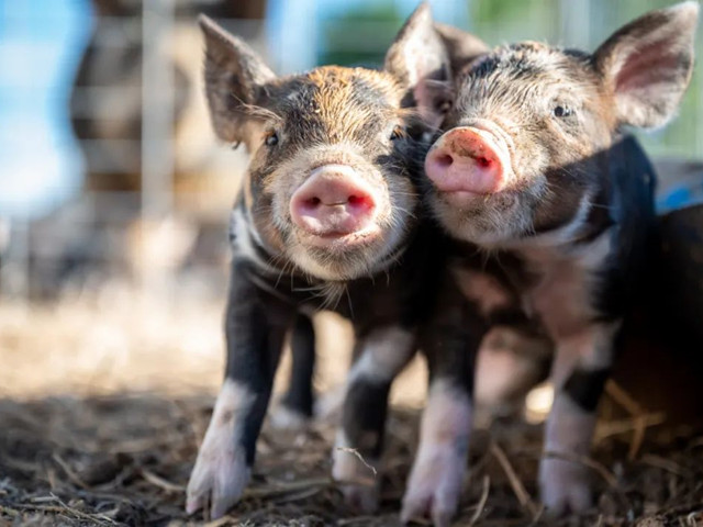 �������������������н�����������Ҫ�μ��⼸������Ҫ�㣡