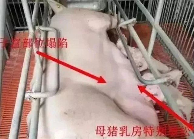 �ж�ĸ���Ƿ�����2����������