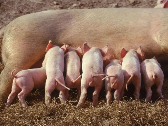 �����ٲ�Ѫ������������ĸ������Ѫ�������Ч����