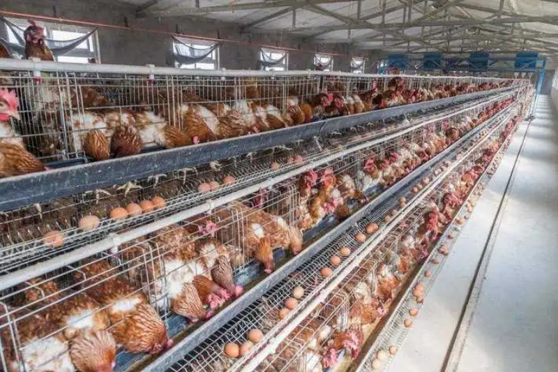 ����������������Ҫ��