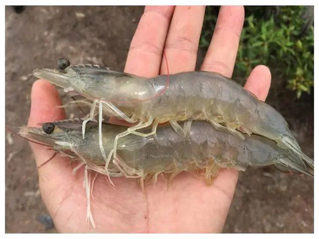 ��Ϻ��ֳʲôʱ����Ҫ��������Щ��Ϻ����Ҫ��һ��Ҫ�ղأ�