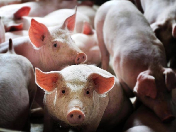 �������Ǽ�ɲ��δ�����л�����ͷ��