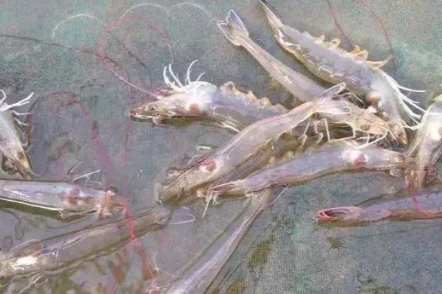 ��ϺӦ����ԭ��